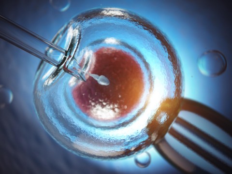 IVF (In Vitro Fertilization)